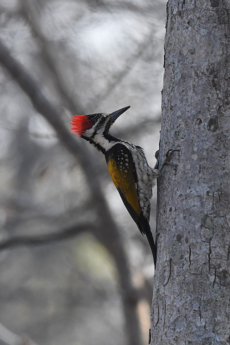 Black-rumped Flameback - ML141730611