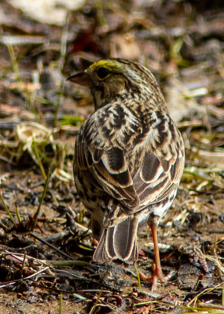 Savannah Sparrow - ML141730871