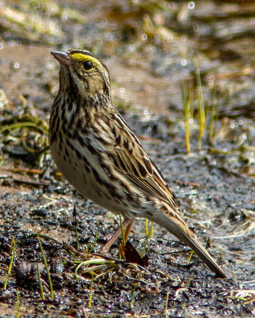 Savannah Sparrow - Marc Boisvert