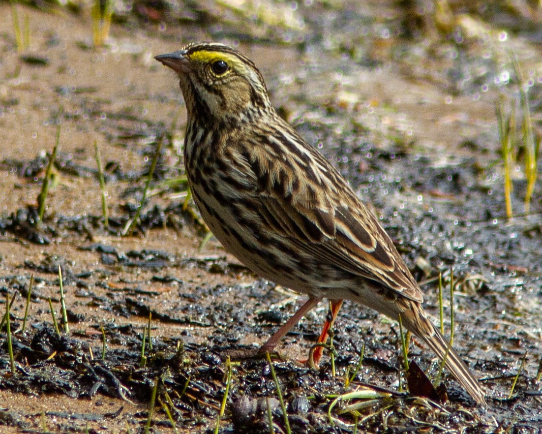 Savannah Sparrow - ML141730941