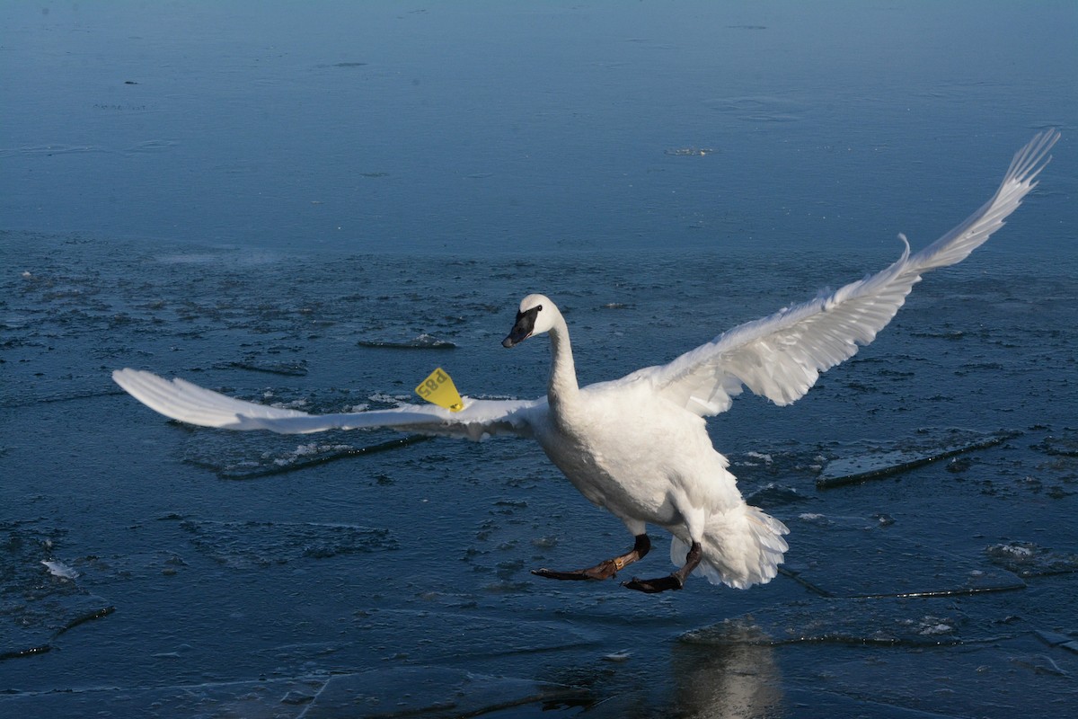 Trumpeter Swan - ML141731151