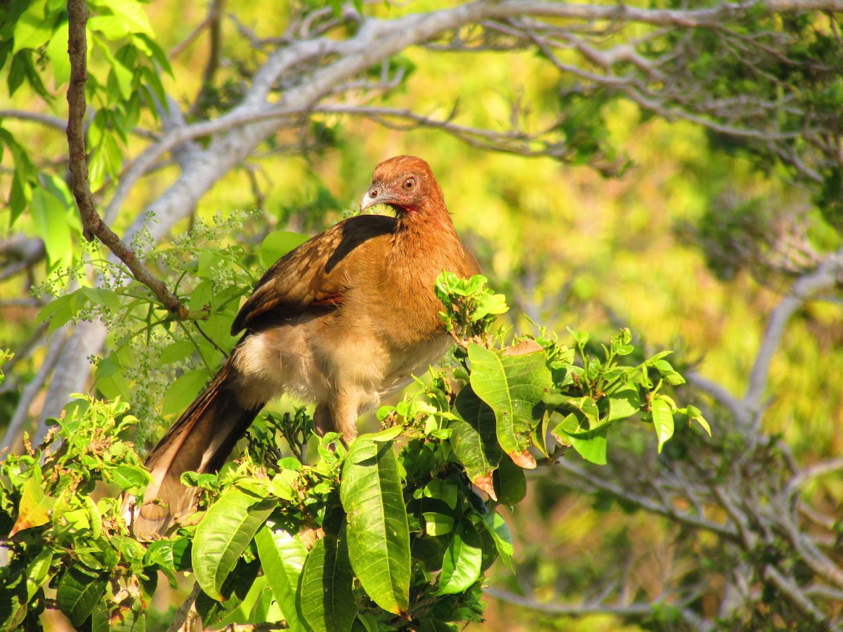 Chestnut-winged Chachalaca - Angelica Rodríguez