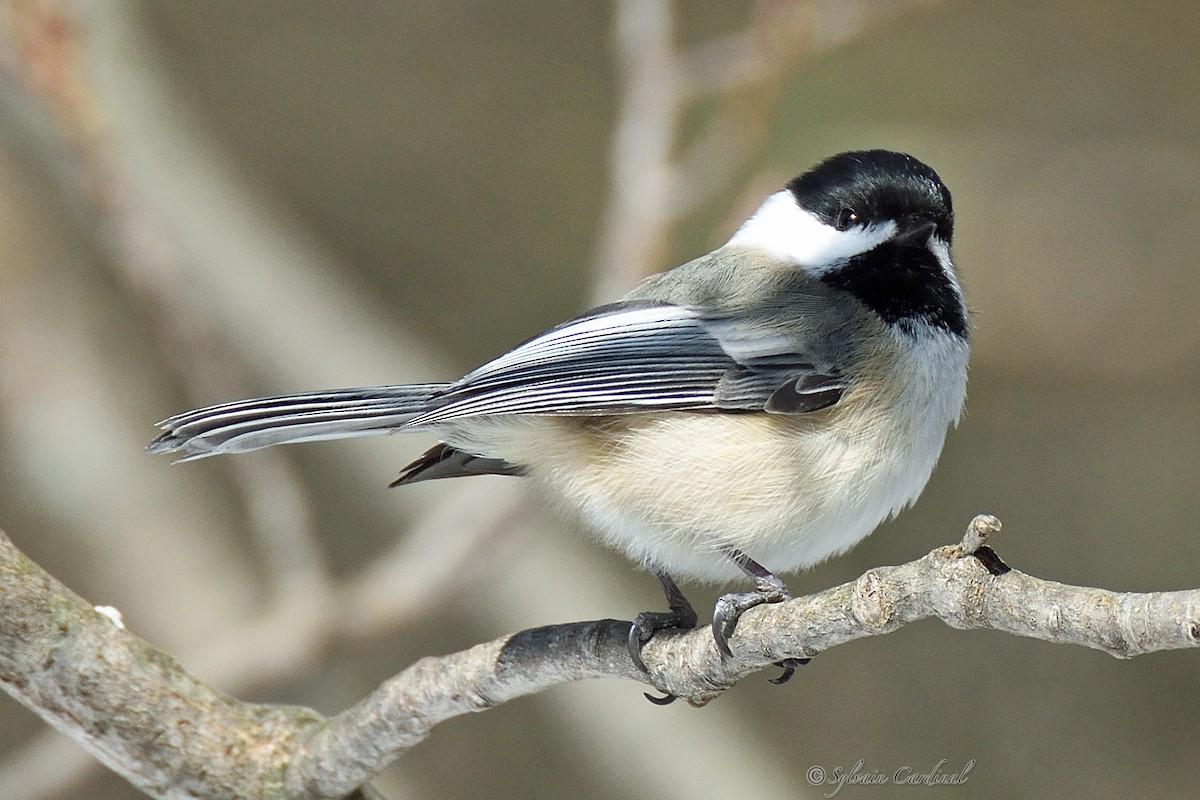 Black-capped Chickadee - ML141731381