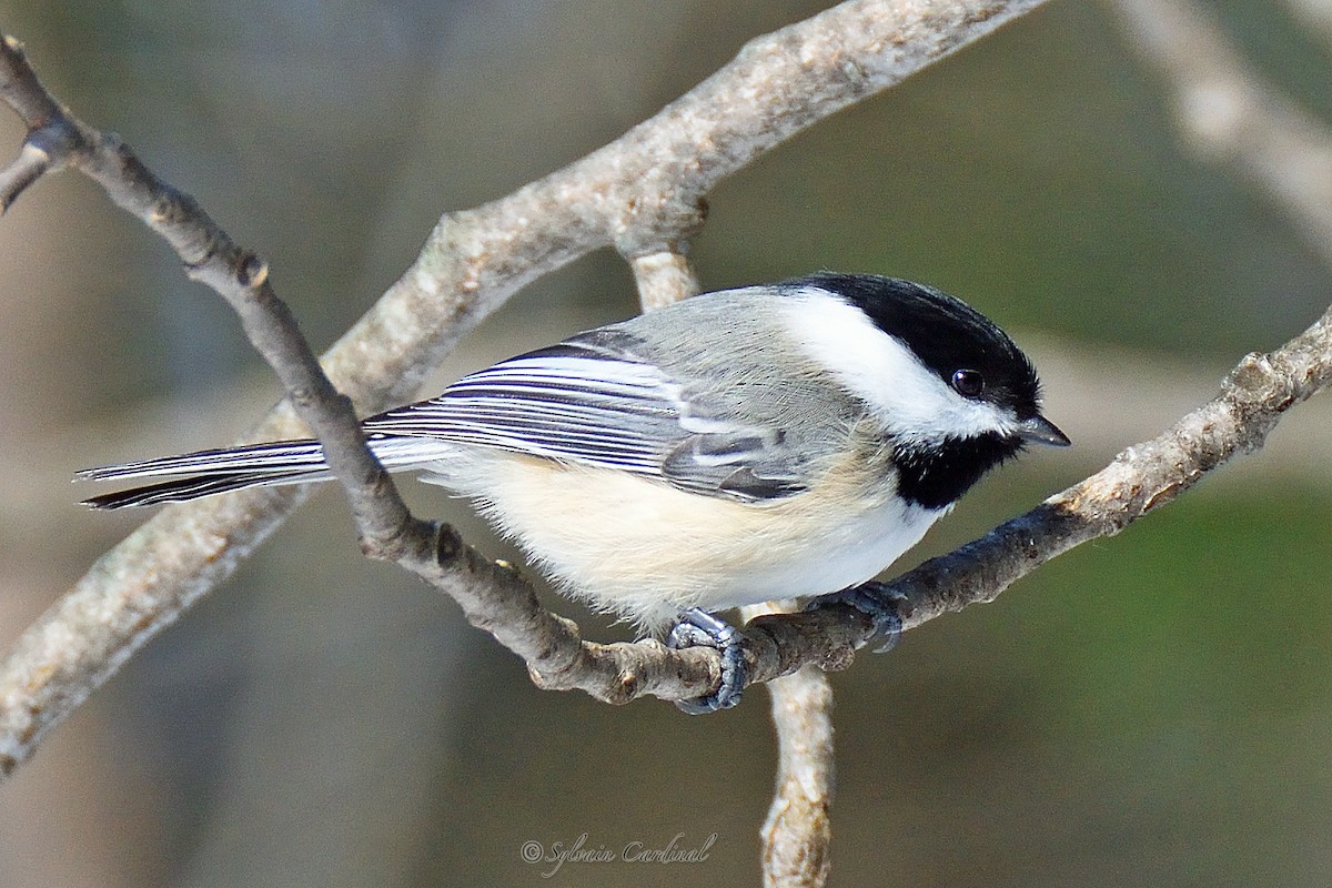 Black-capped Chickadee - ML141731441