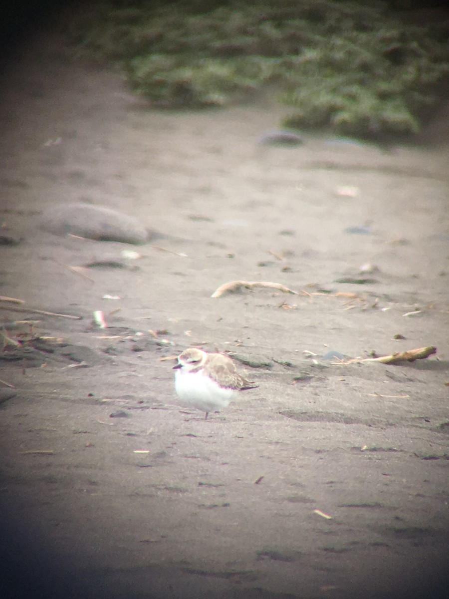 Snowy Plover - ML141731911