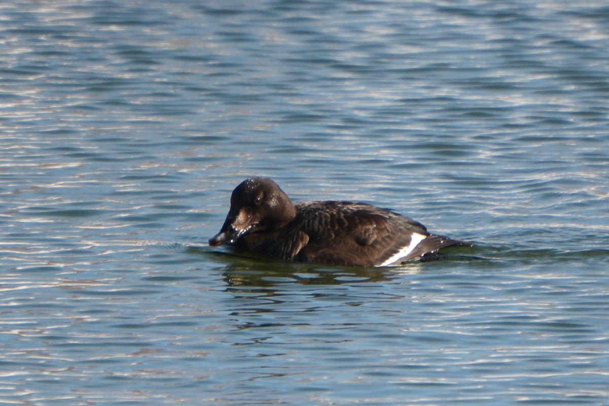 White-winged Scoter - ML141732171