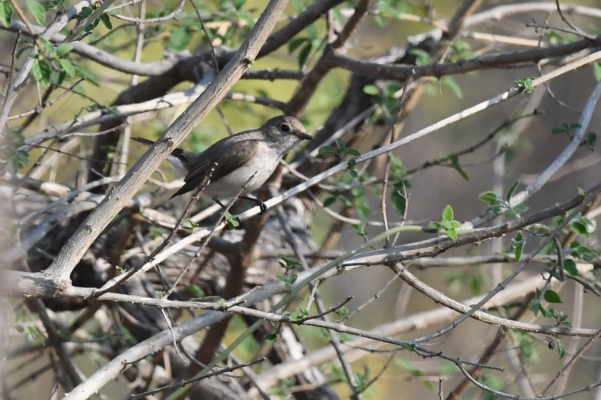 Taiga Flycatcher - ML141732401