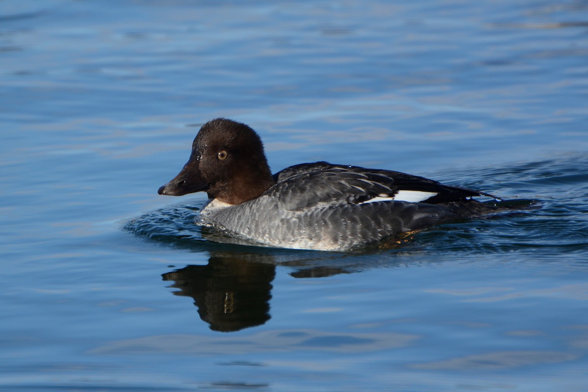 Common Goldeneye - Kathy Webb