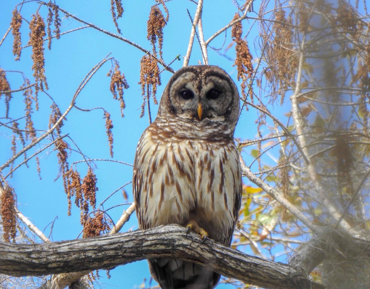 Barred Owl - Wendy Milstein