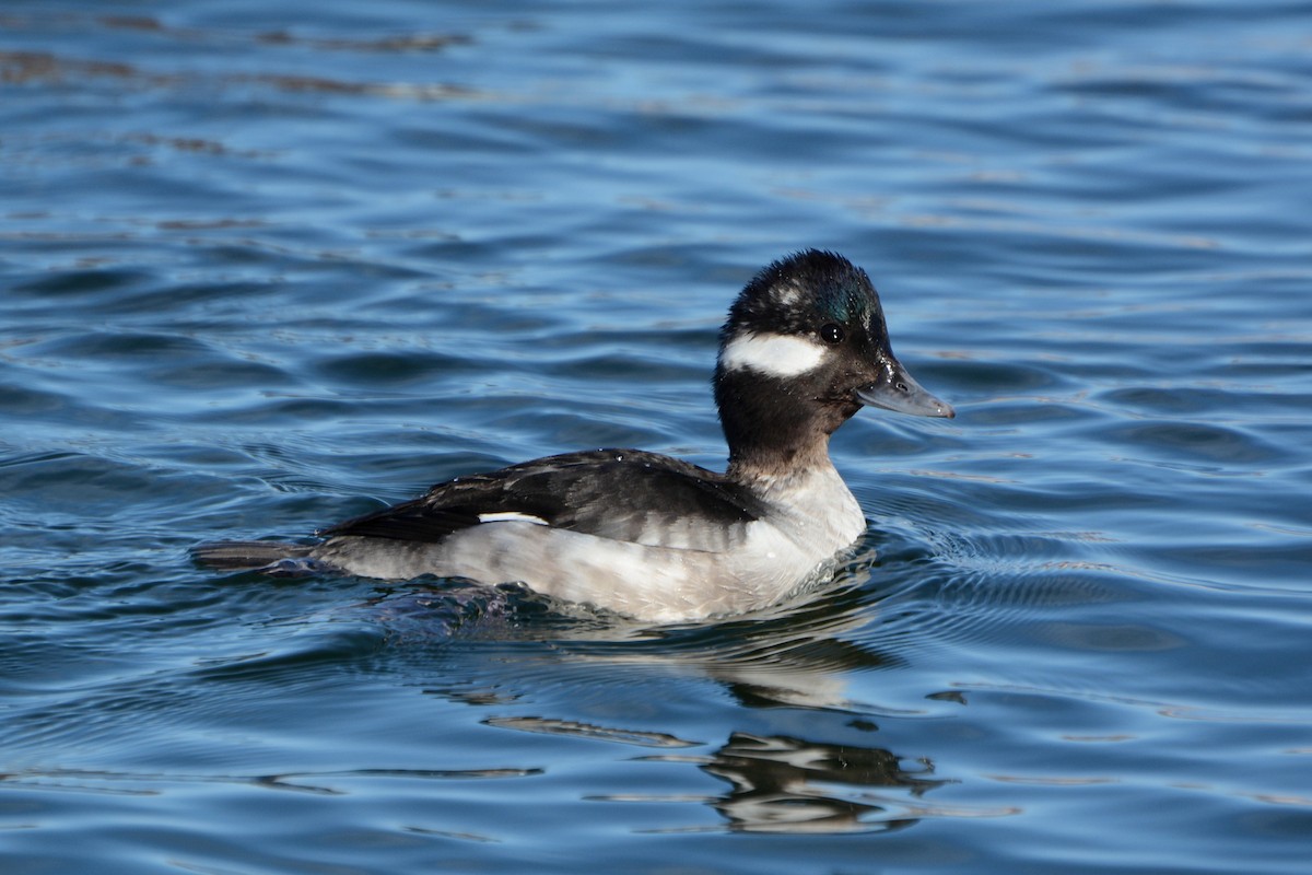 Bufflehead - ML141732721