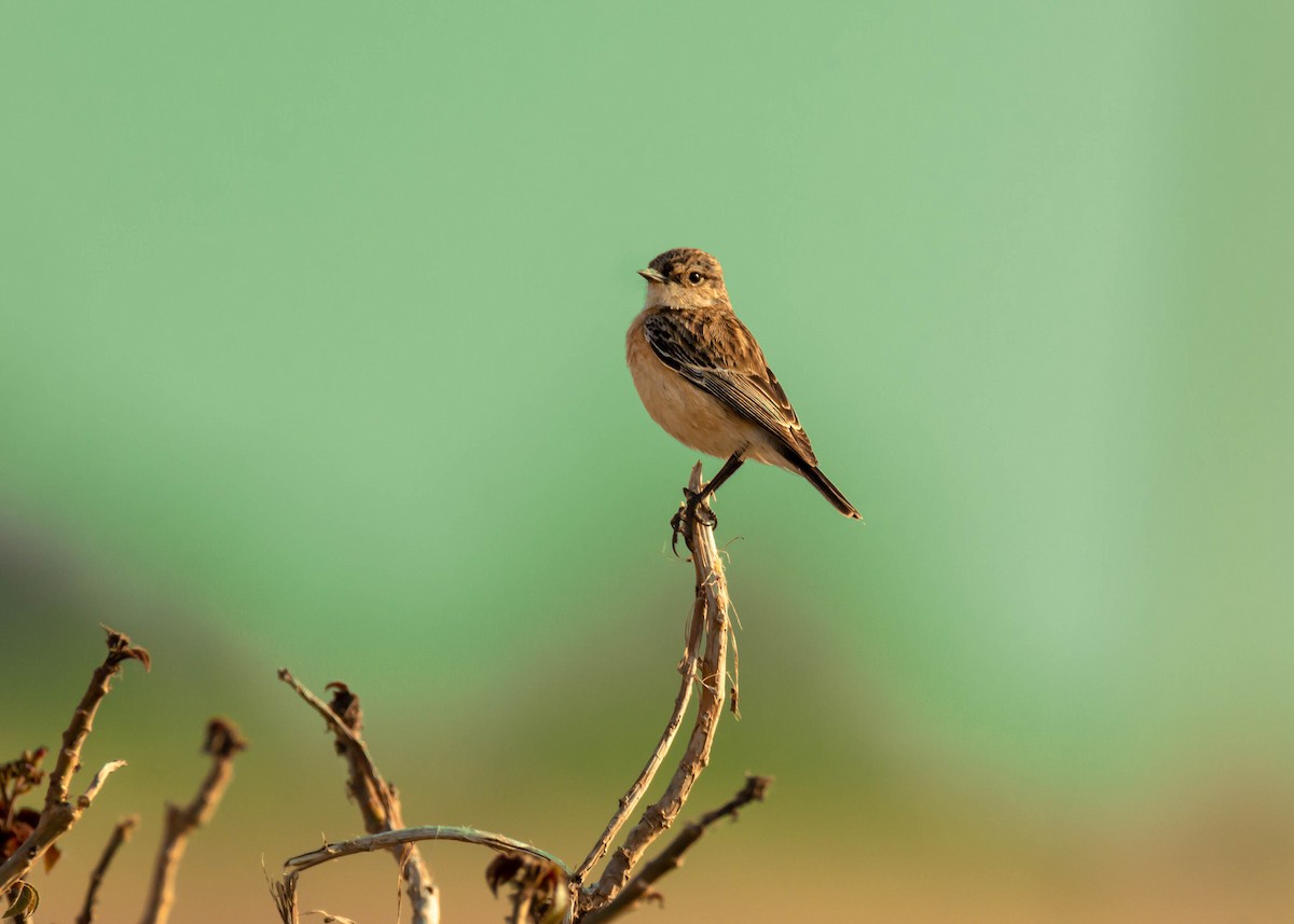 Siberian Stonechat - Ramesh Desai