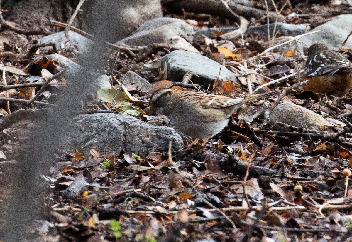 White-throated Sparrow - ML141733991