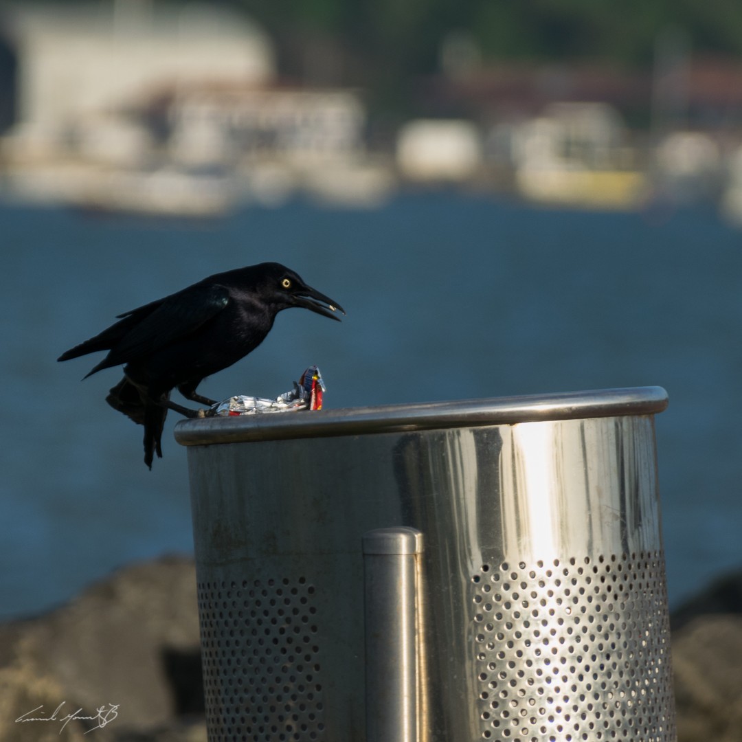 Great-tailed Grackle - ML141734421