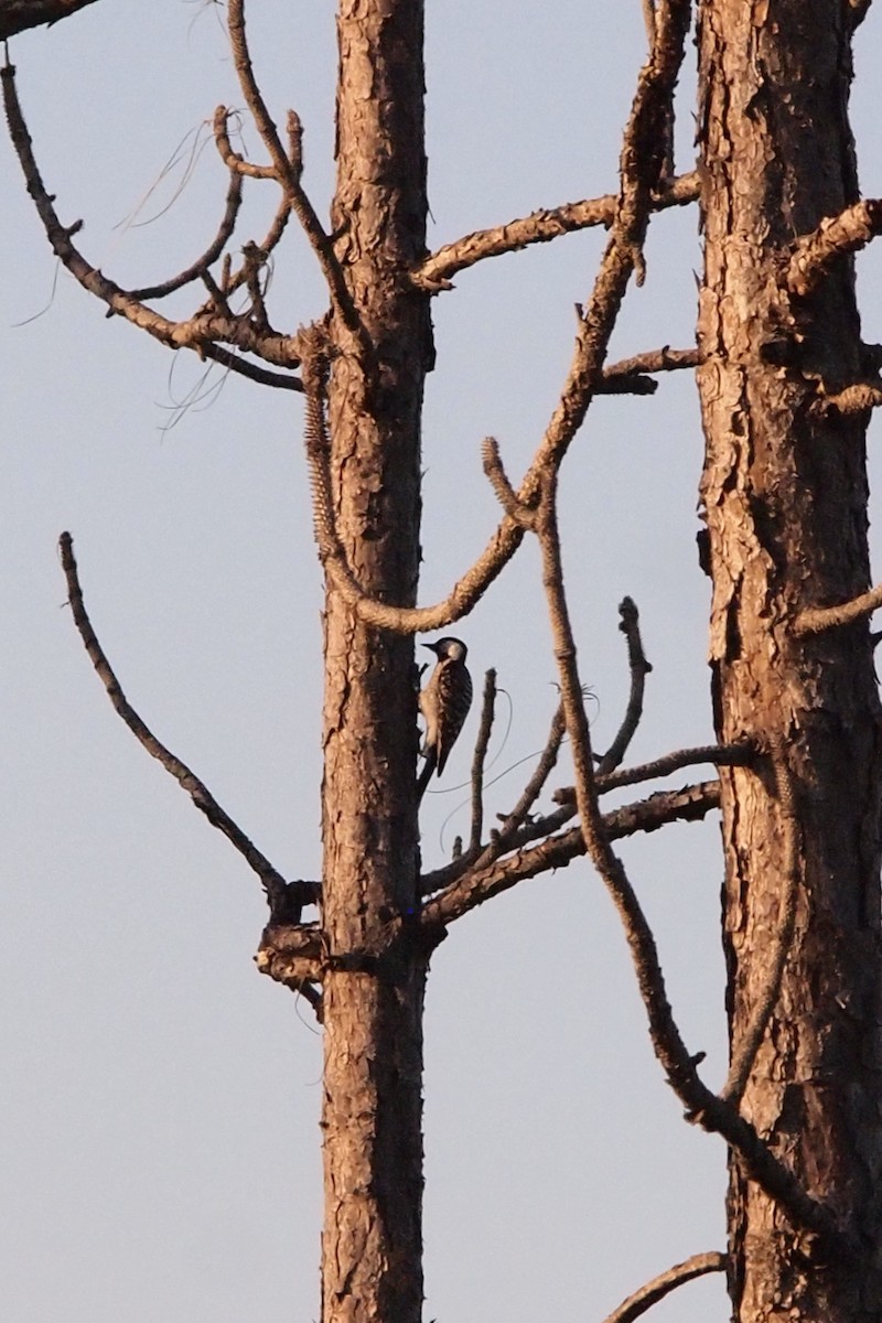 Red-cockaded Woodpecker - ML141735221