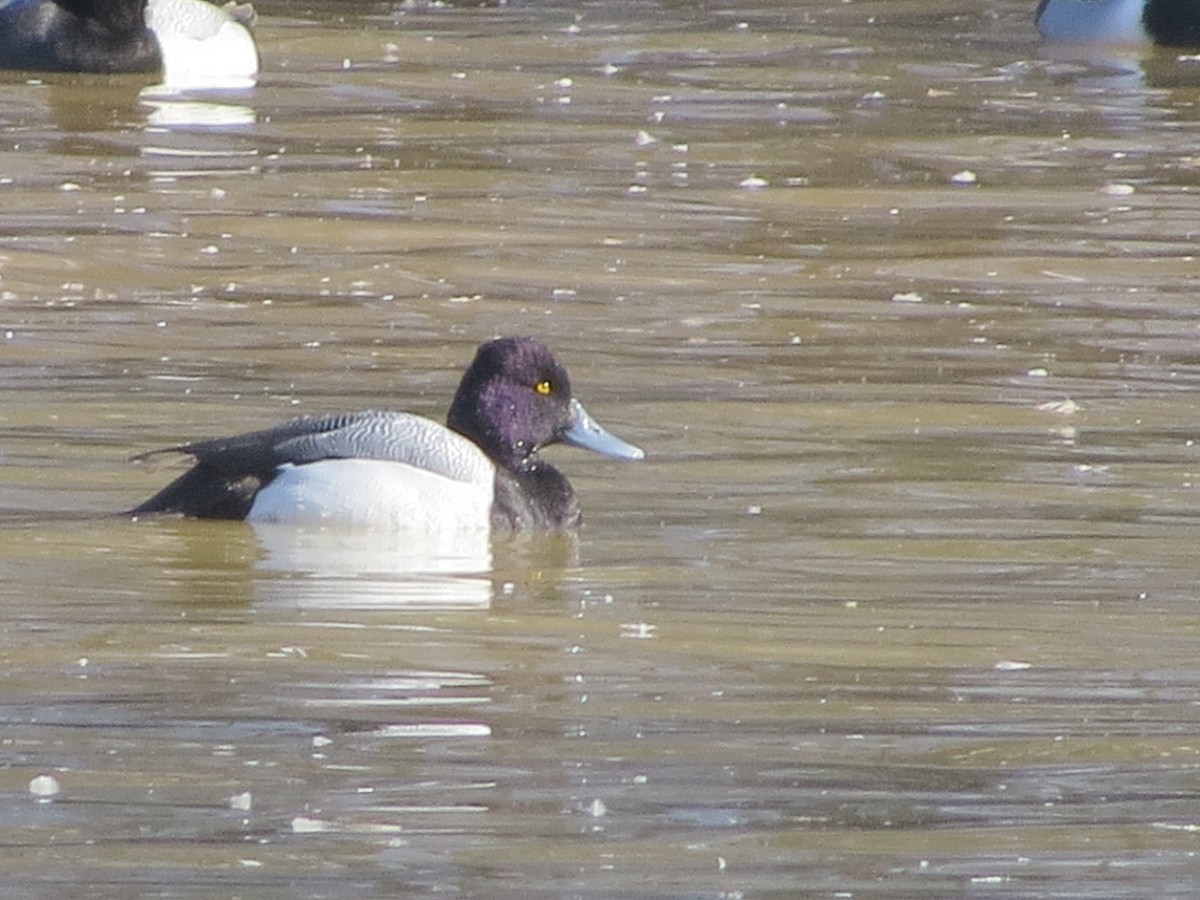 Lesser Scaup - ML141735251