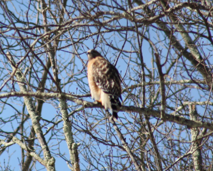 Red-shouldered Hawk - ML141735411