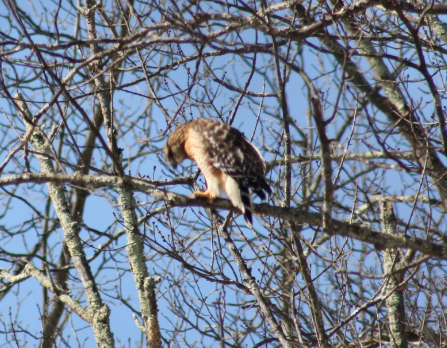 Red-shouldered Hawk - ML141735421