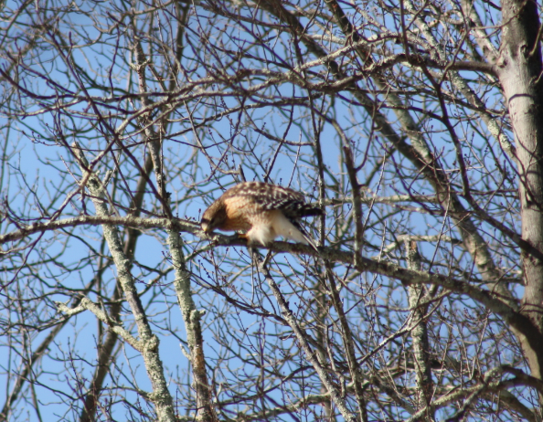 Red-shouldered Hawk - ML141735431