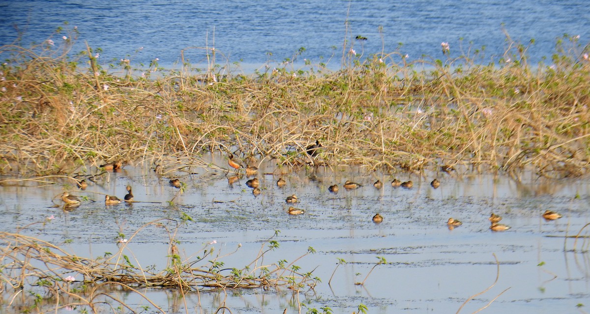 Lesser Whistling-Duck - ML141735501