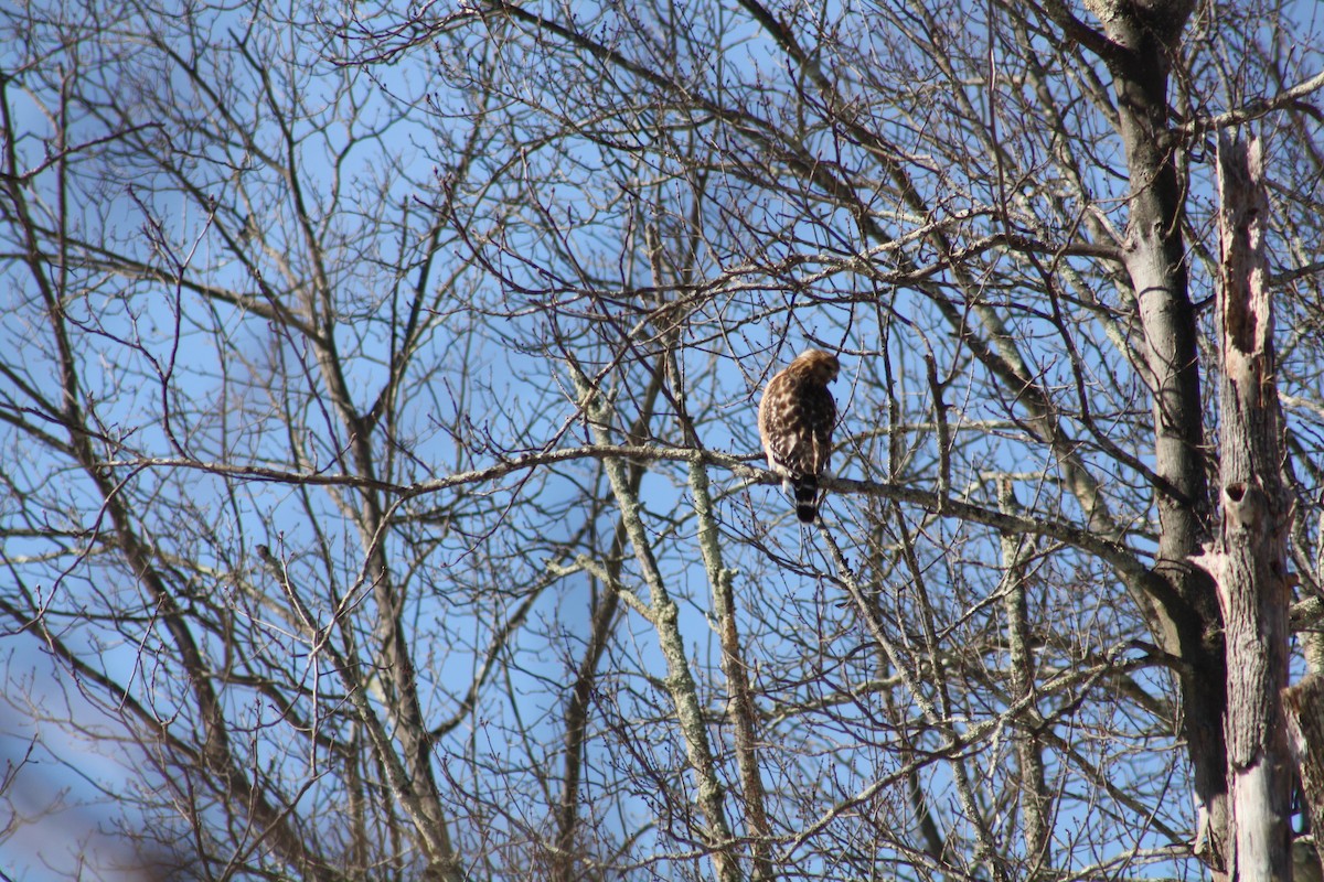 Red-shouldered Hawk - ML141735571