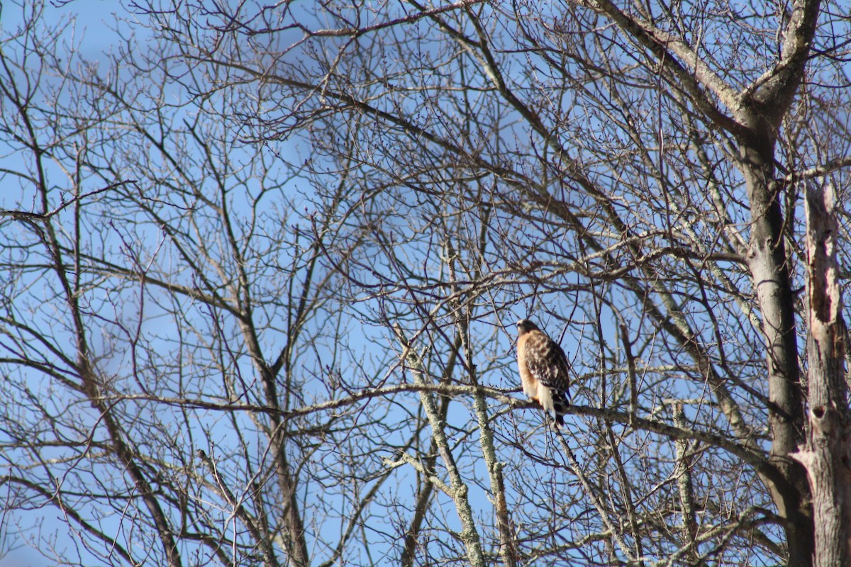 Red-shouldered Hawk - ML141735581