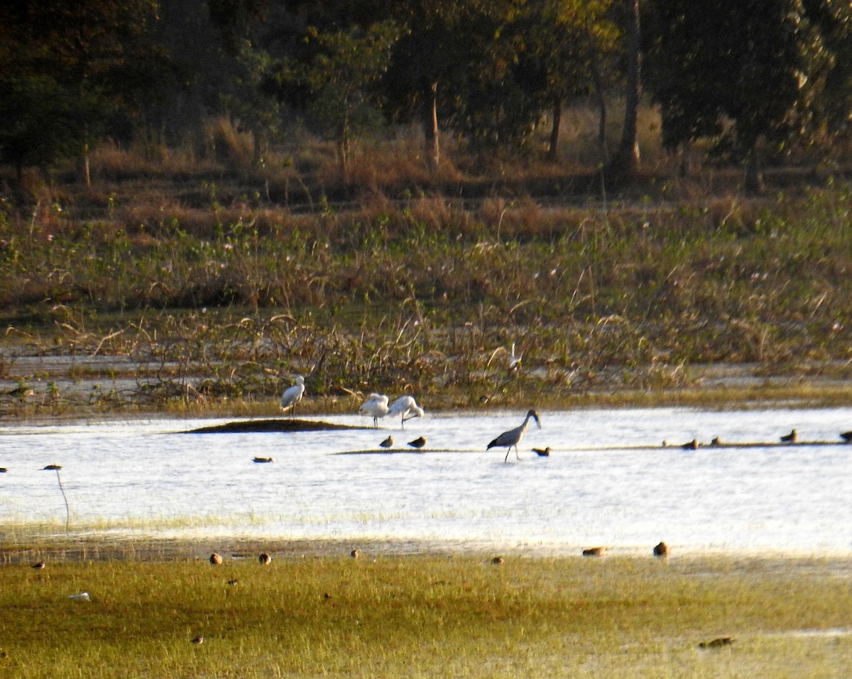 Eurasian Spoonbill - ML141735641