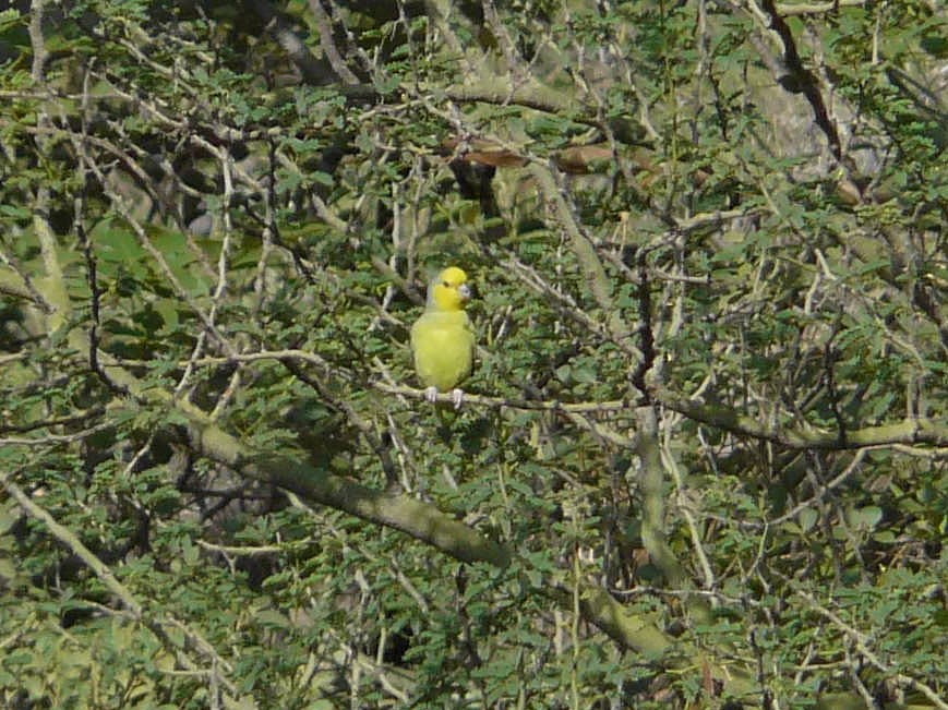 Cotorrita Carigualda - ML141735961