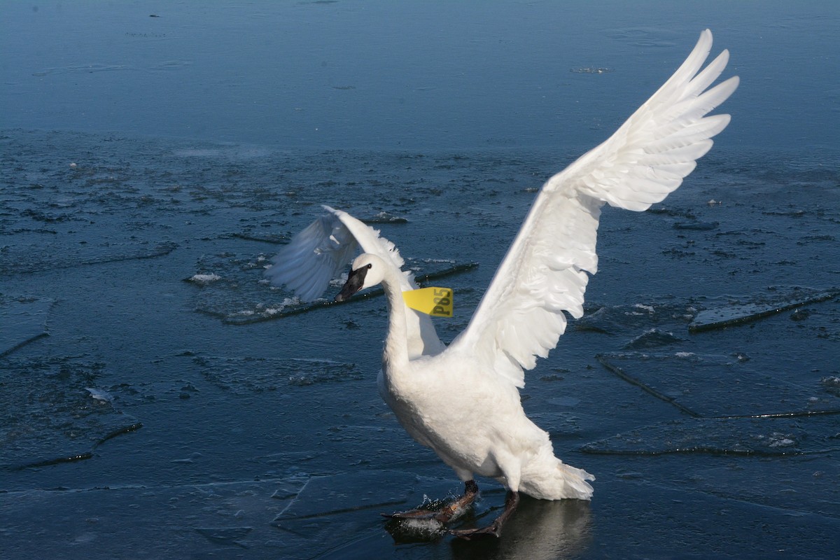 Trumpeter Swan - ML141736061