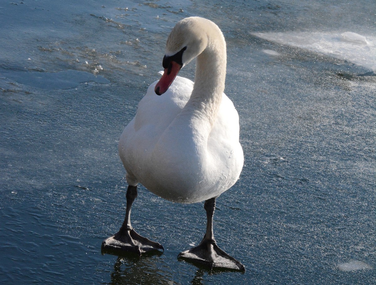 Mute Swan - Kathy Webb