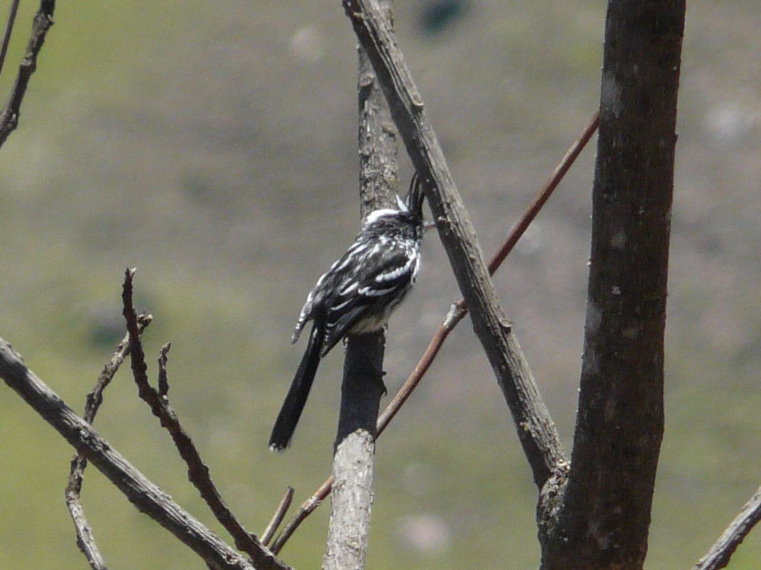 Black-crested Tit-Tyrant - ML141736121