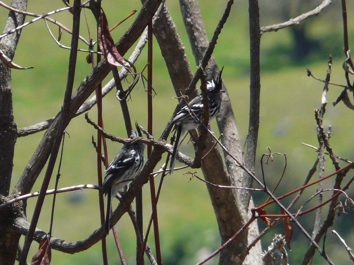 Black-crested Tit-Tyrant - ML141736131