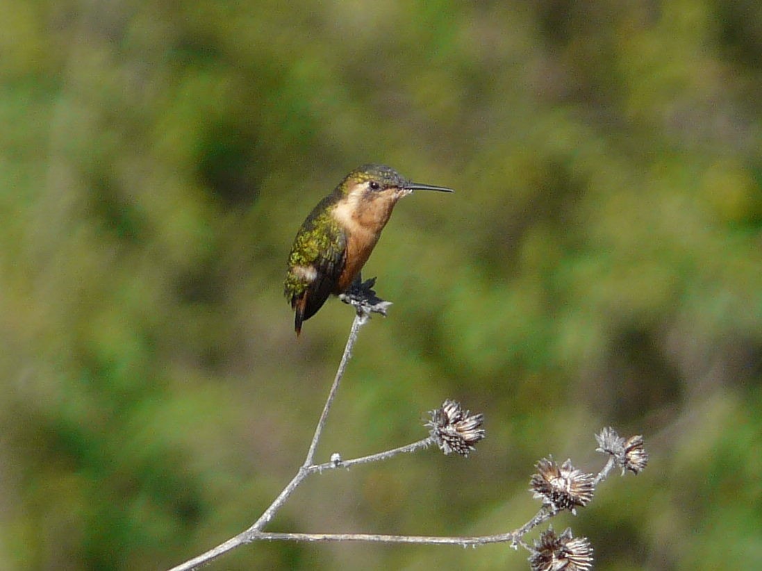 Colibri bourdon - ML141736361