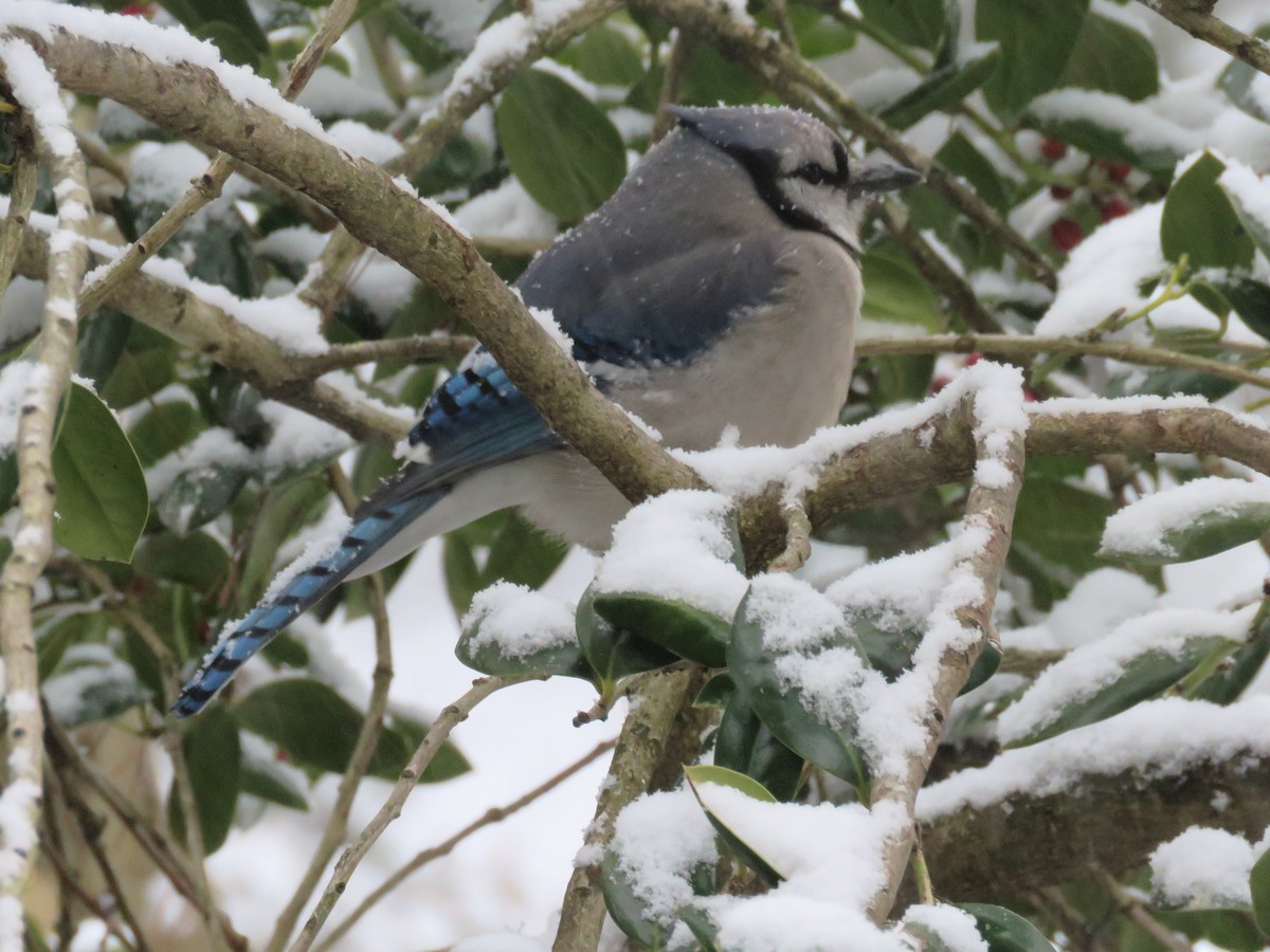 Blauhäher - ML141736401