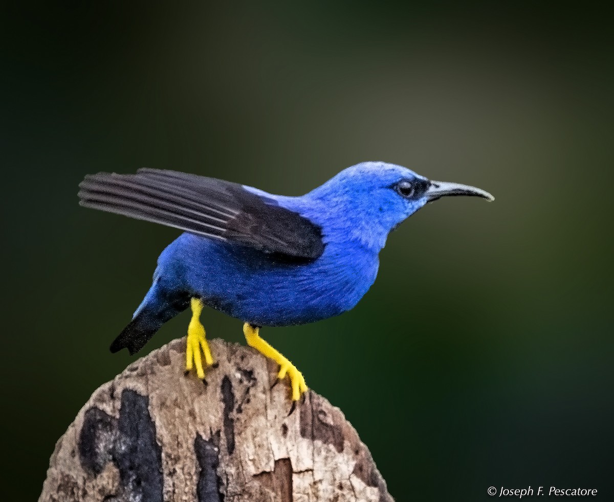 Shining Honeycreeper - ML141736581