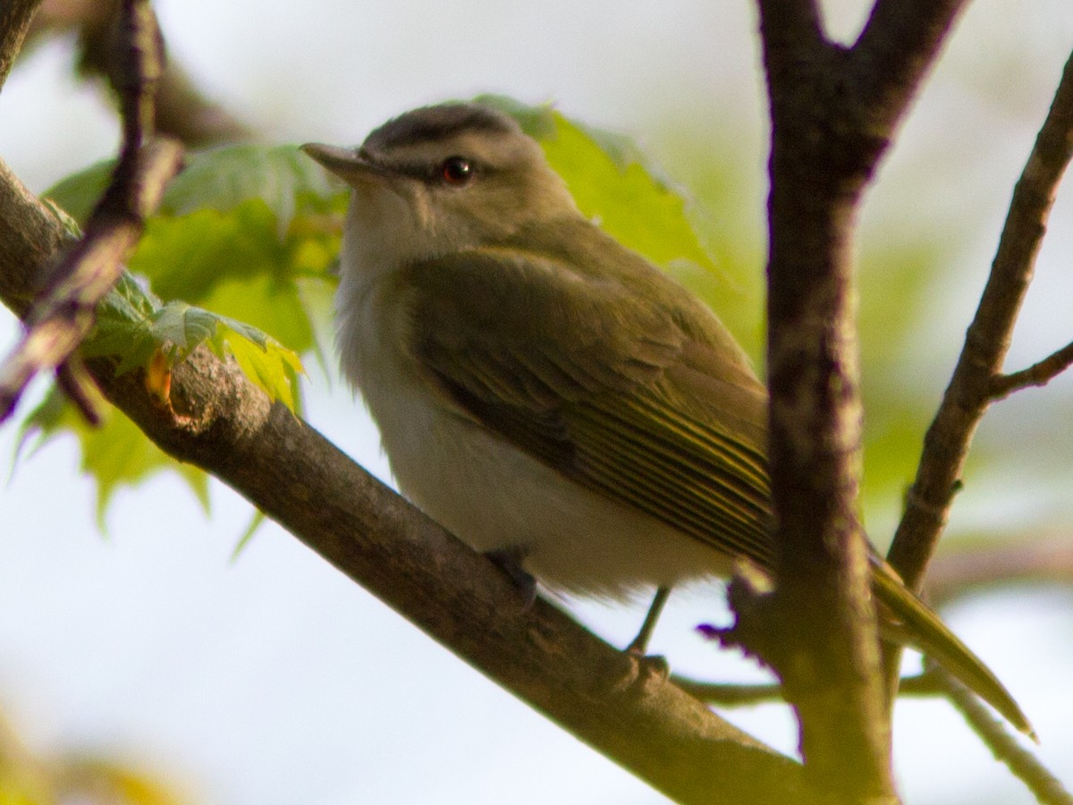 Red-eyed Vireo - Marc Boisvert