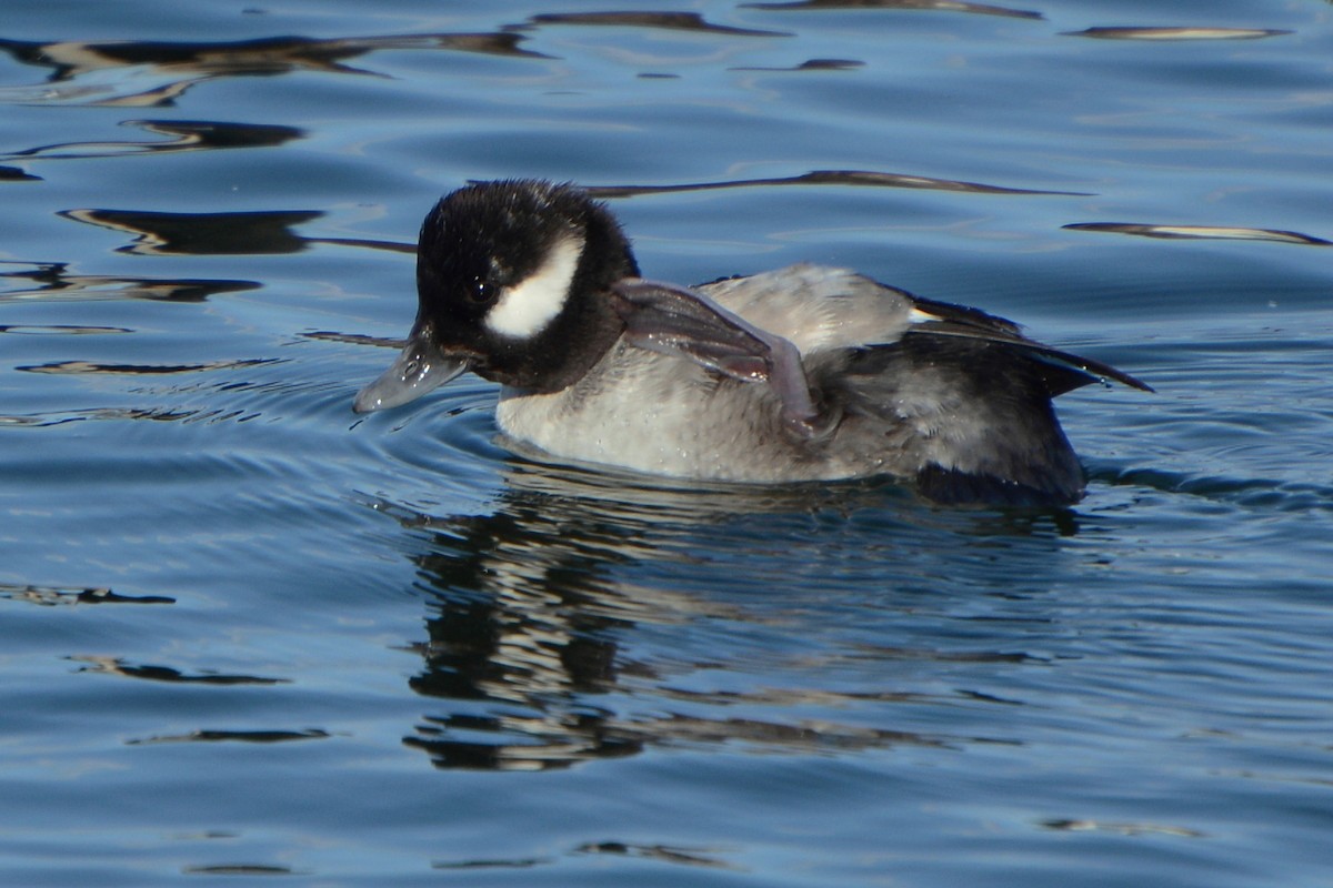 Bufflehead - ML141737161