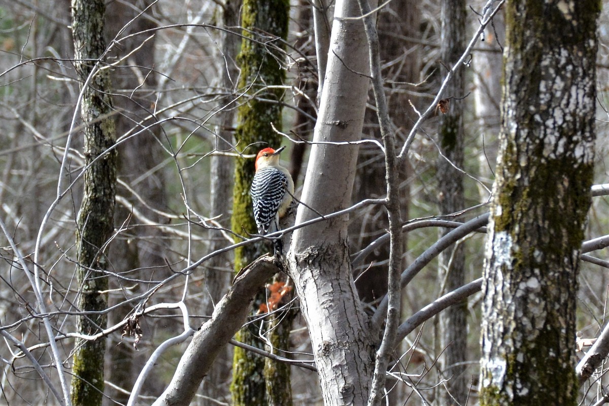 Red-bellied Woodpecker - ML141737781