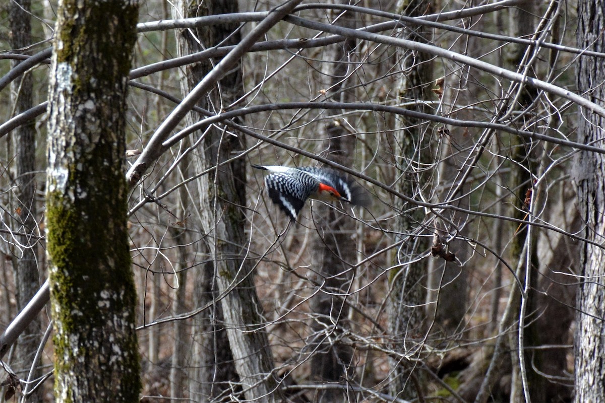 Red-bellied Woodpecker - ML141737811