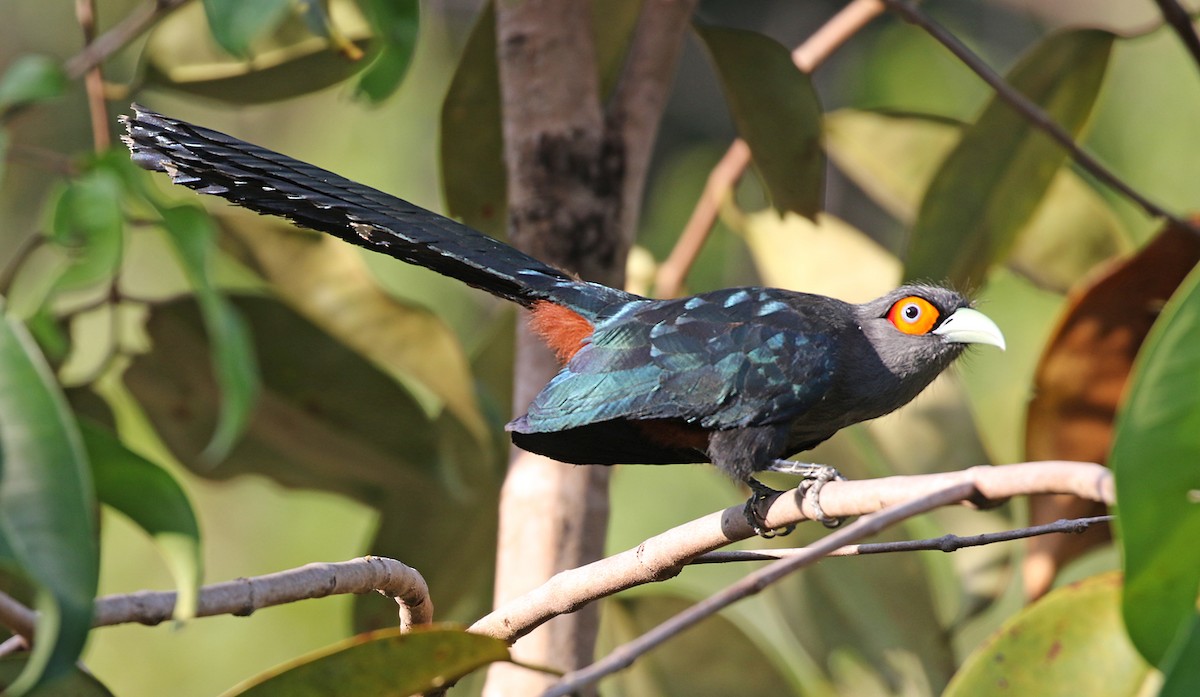 Chestnut-bellied Malkoha - Dave Bakewell