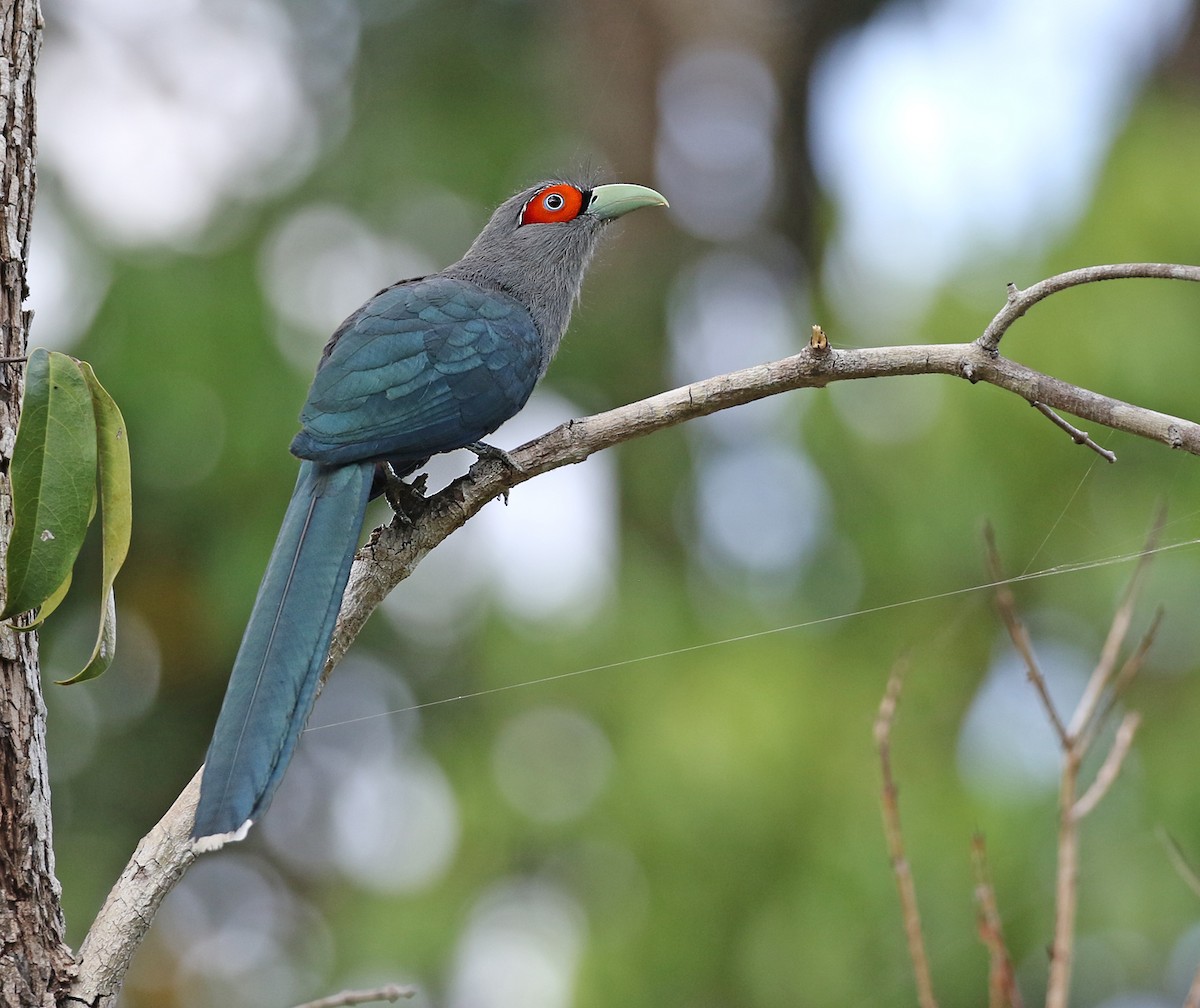 Chestnut-bellied Malkoha - Dave Bakewell