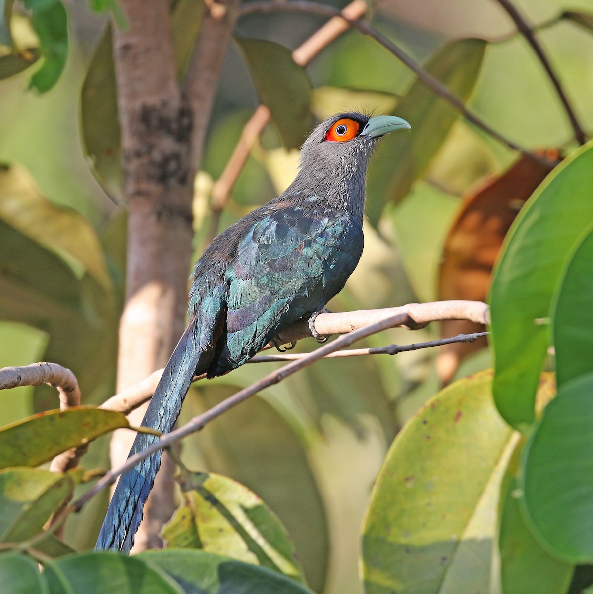 Chestnut-bellied Malkoha - ML141738071