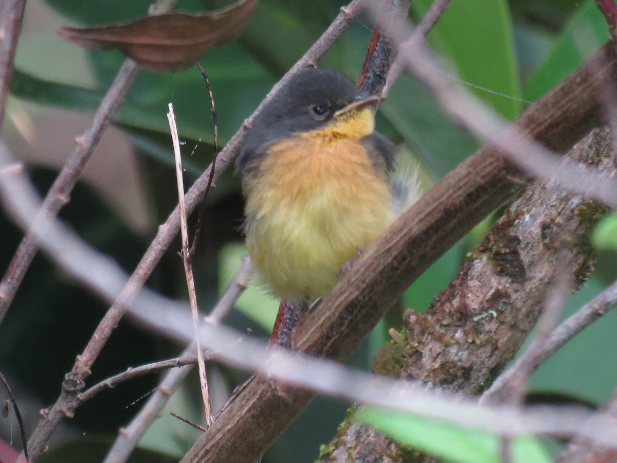 Slate-throated Redstart - ML141738671