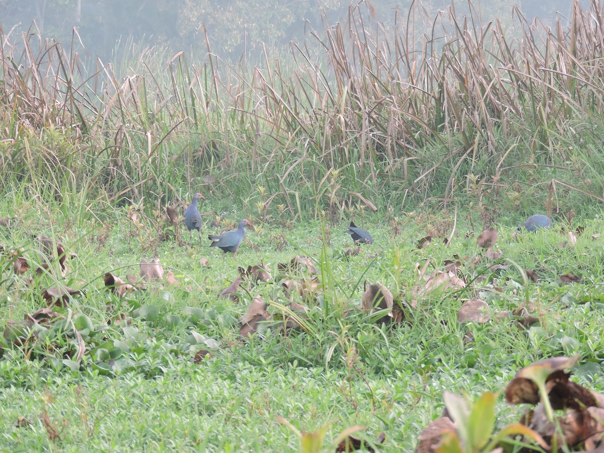 Gray-headed Swamphen - ML141739221