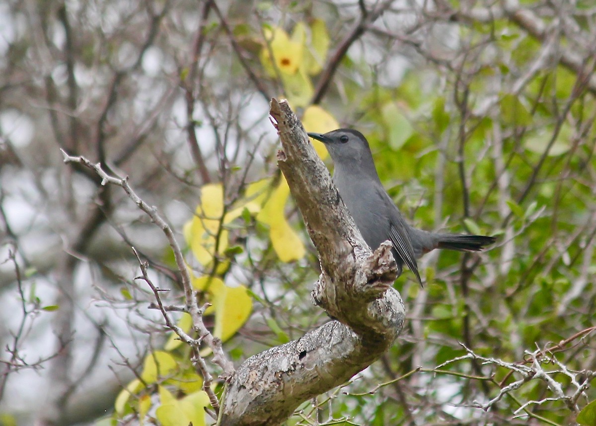 Pájaro Gato Gris - ML141739351