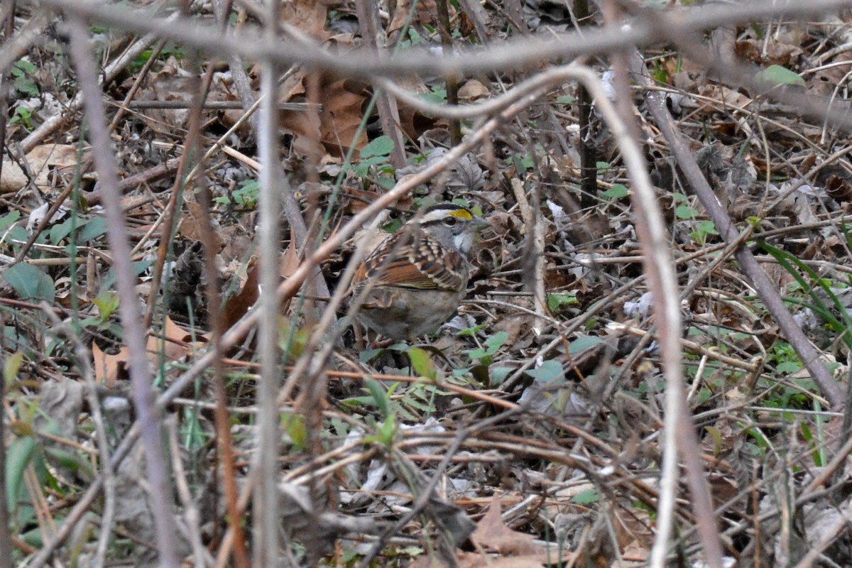 White-throated Sparrow - ML141740651