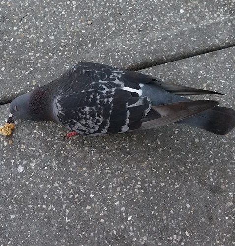 Rock Pigeon (Feral Pigeon) - Martin Westra