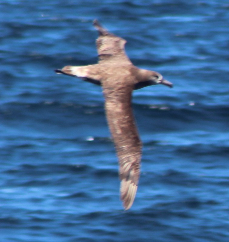 Albatros à pieds noirs - ML141742161