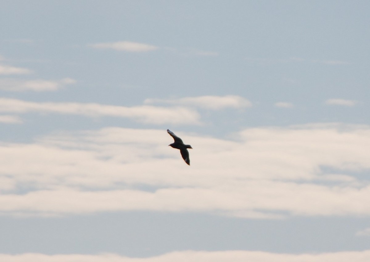 Great Skua - ML141743161