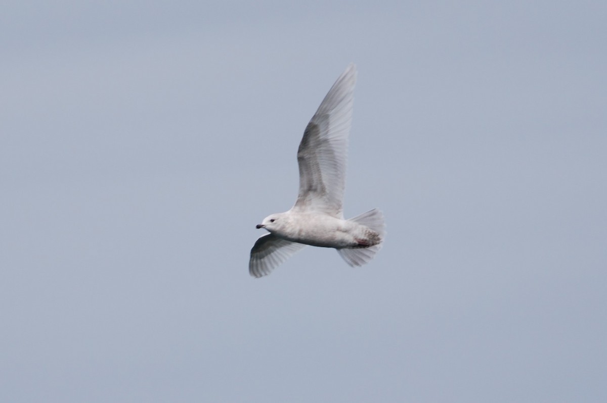 Iceland Gull (kumlieni) - ML141743211