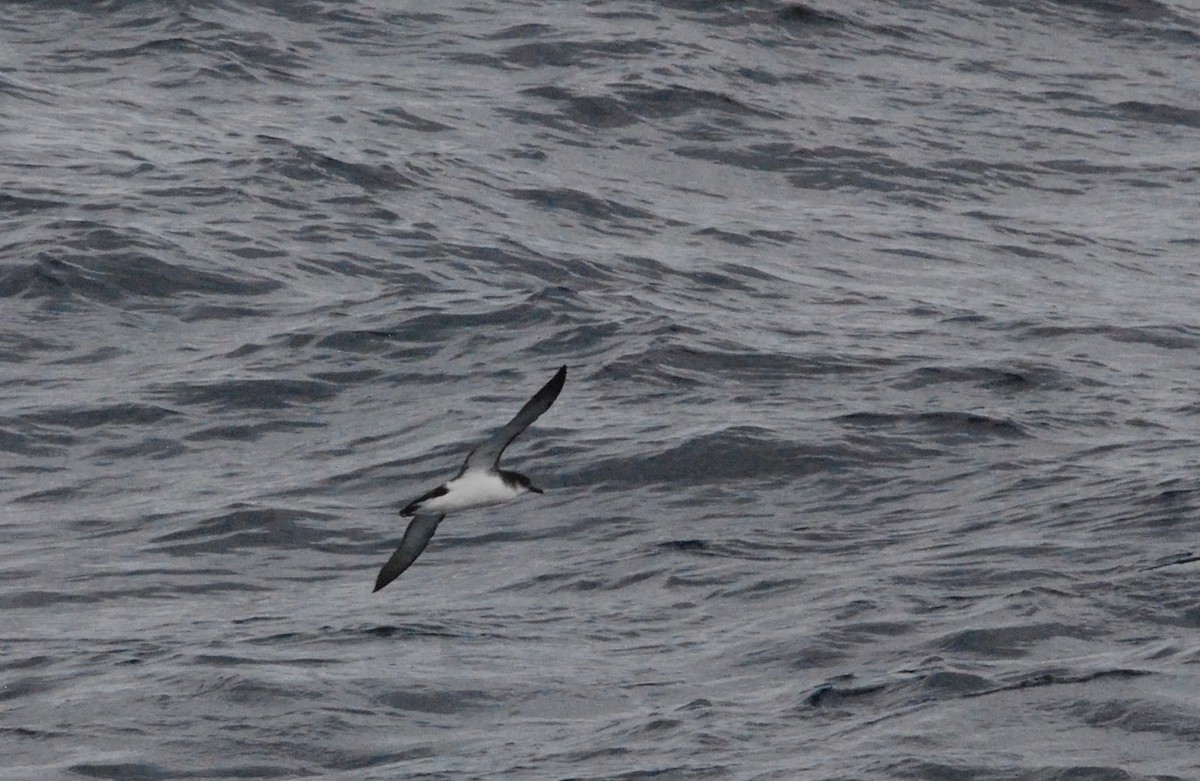 Manx Shearwater - ML141743231